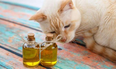 ¿Cómo funcionan los Aceites Esenciales y los Hidrolatos en Animales?