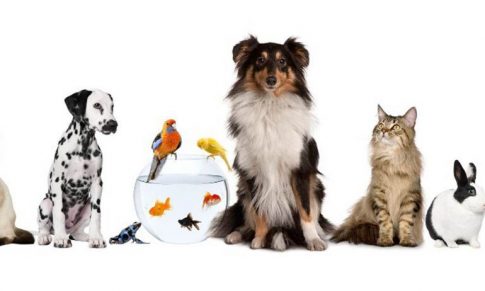 Medicina Holística para Animales de Compañía
