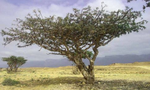 Aceite de Incienso en el Tratamiento del Cáncer