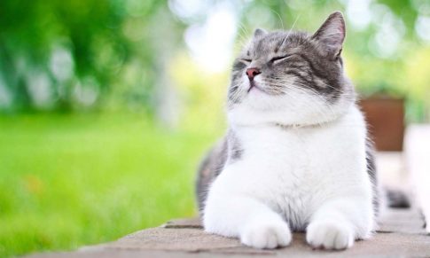 ¿Tu Gato está Estresado? Recurre a los Aceites Esenciales