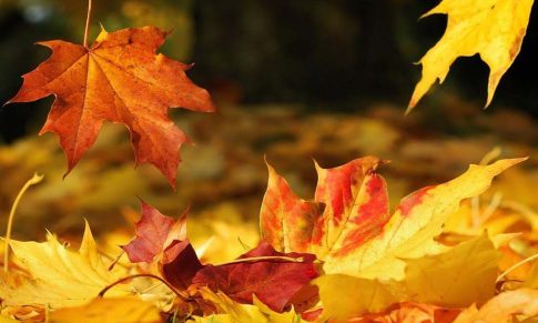 Vivifícate en Otoño con Aceites Esenciales