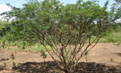 Producto de Excepción: Polvo de Tepezcohuite