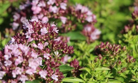 Aceite Esencial de Orégano Compacto: Procedimiento, Análisis, Definición