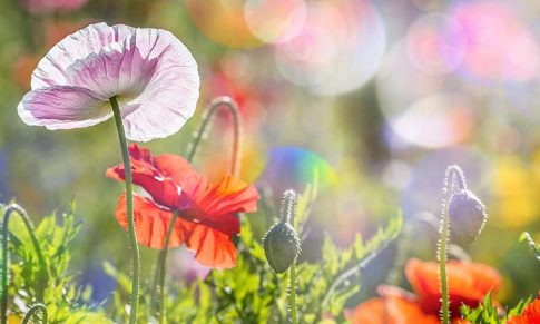 Cura Detox de Primavera con Aceites Esenciales