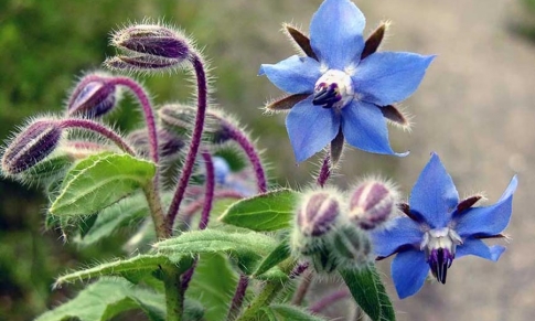 Aceite Vegetal de Borraja: Juventud de la Piel y Belleza del Cabello