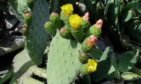 Aceite Vegetal de Higo Chumbo: tu Aliado Antienvejecimiento