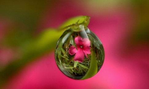 Hidrolatos y Aguas Florales: el Secreto Mejor Guardado de la Naturaleza