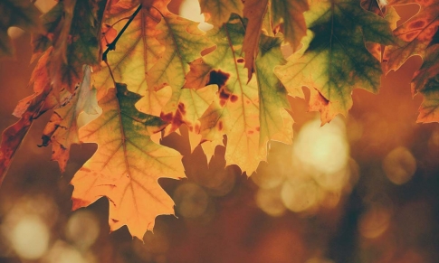 Los 10 Aceites del Otoño
