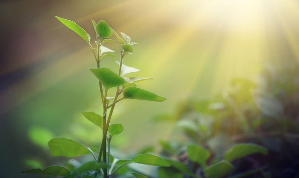 Energética de las Moléculas Aromáticas