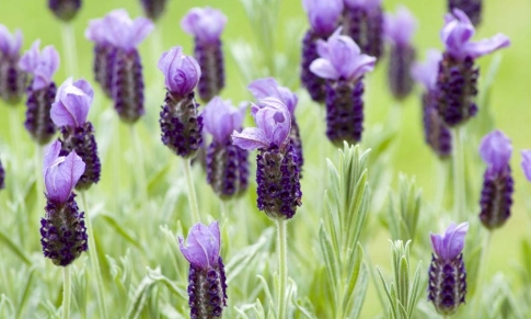 Aceite Esencial de Cantueso (Lavandula stoechas)