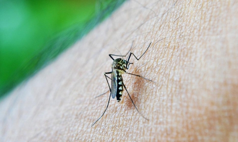 Aceites Esenciales para Prevenir las Picaduras de Mosquitos