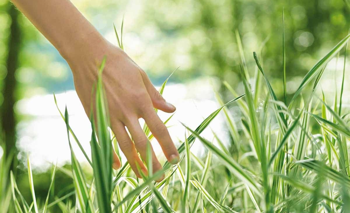 Aromaterapia Cosmética: AE para la Belleza de la Piel y el Cabello