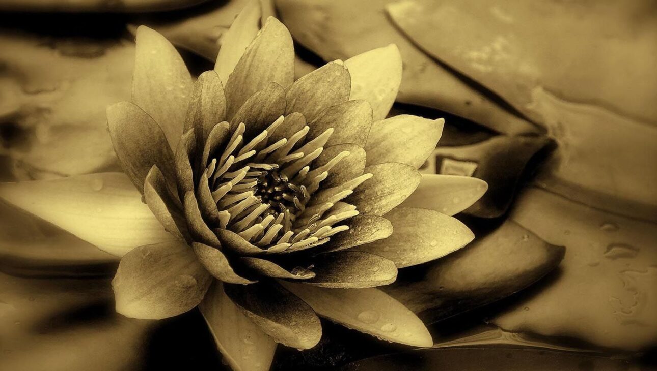 Ayurveda y Aromaterapia: Conocimiento Milenario para la Vida Moderna