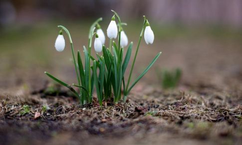 Los Aceites Esenciales de la Primavera