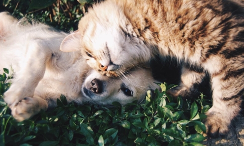 Uso de los Hidrolatos en Animales domésticos y de Compañía