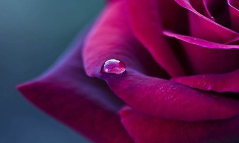 Cómo utilizar los Hidrolatos y Aguas florales