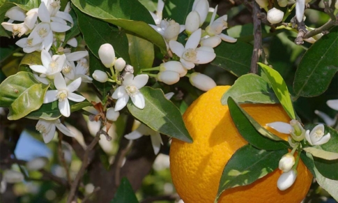 Agua Floral de Azahar para el Sueño y contra la Ansiedad