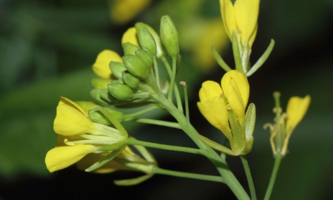 Beneficios para la Barba del Aceite vegetal de Mostaza