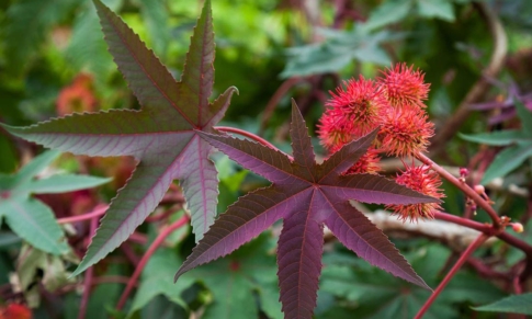 Aceite vegetal de Ricino: 8 buenas razones para incorporarlo a tus cuidados de Belleza