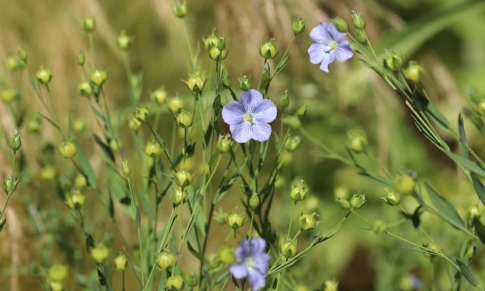 Aceite vegetal de Lino: el más rico en Omega 3