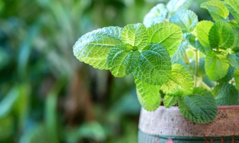 Aceite Esencial de Menta piperita y su componente principal: el Mentol