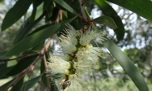 Las Propiedades de los Aceites Esenciales del género Melaleuca