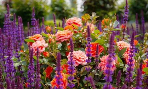 Descubriendo los Aceites Esenciales de Flores