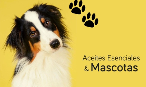 Aceites Esenciales y Mascotas: Aromaterapia Veterinaria